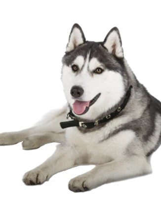 Extra Large Elk Chew