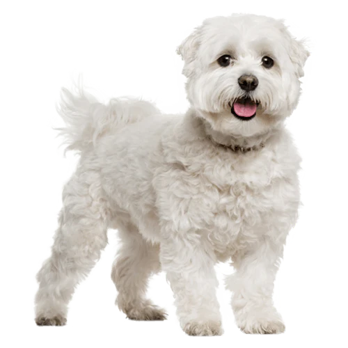 Extra Small Elk Chew (2pk)